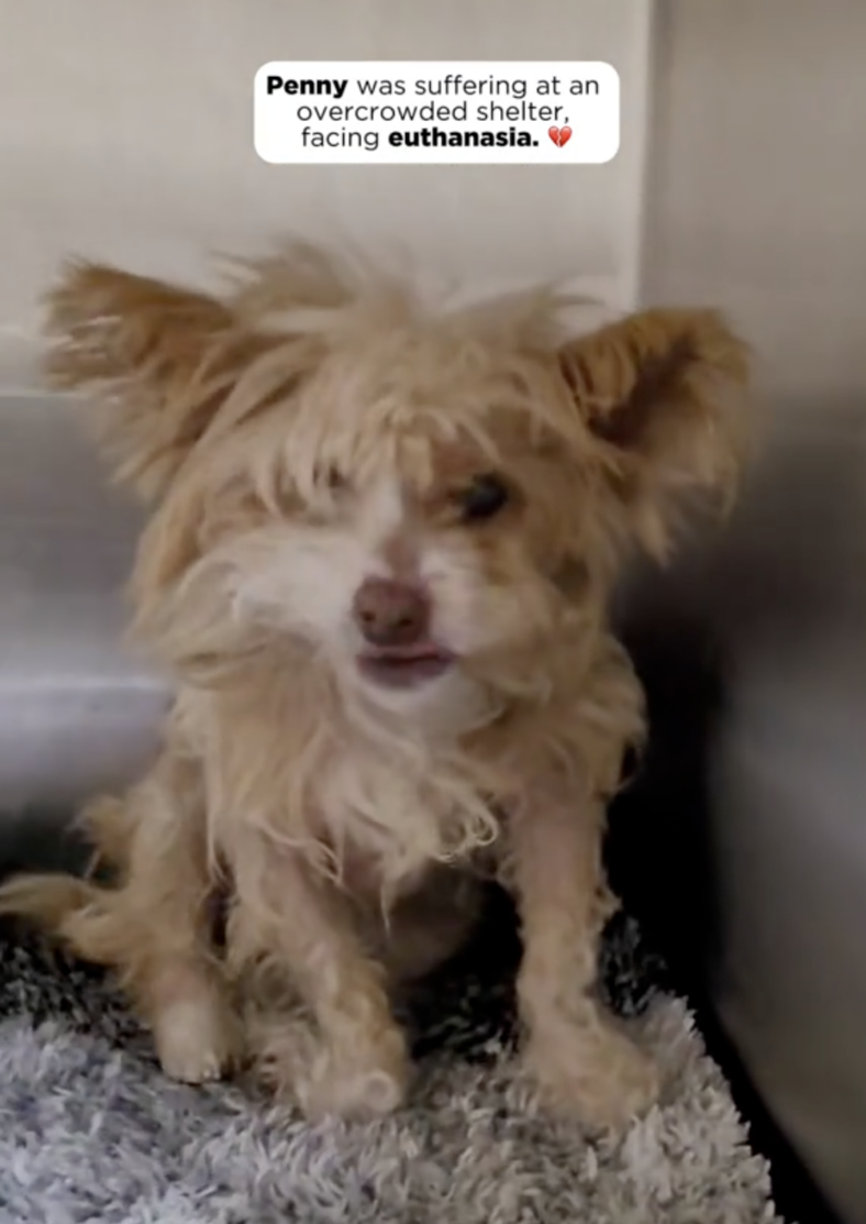 Tiny Senior Dog Was Nearly Euthanized Because She Couldn’t Move—But Rescuers Discovered Was Heartbreaking